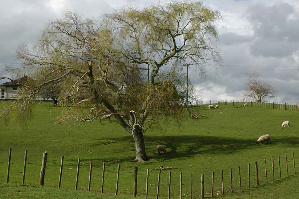 86 - Nueva Zelanda - Matamata, tierra de los hobbits